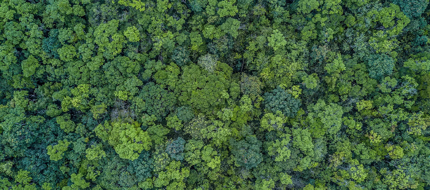 Tree_Background.webp